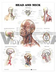 Head and Neck Anatomical Chart